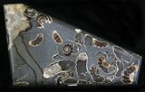 Polished Ammonite Fossils - Marston Magna Marble #22073-1